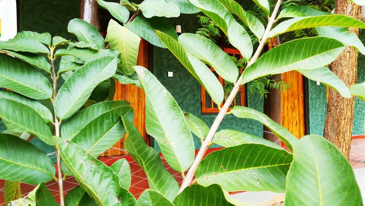 Araliya Self Cooking Resort ダンブッラ エクステリア 写真
